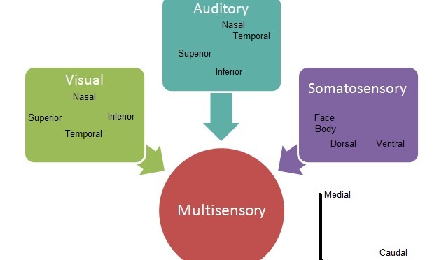 Historical concepts, treatment strategies and clinical experiences in three patients with SSADH deficiency